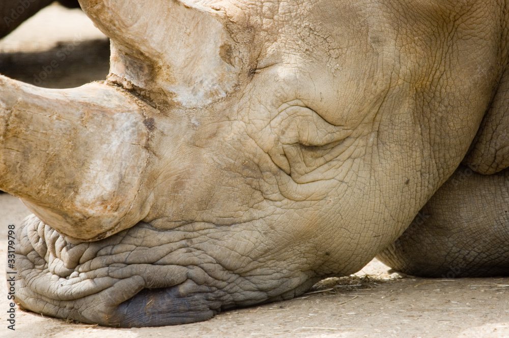 Fototapeta premium Rhinoceros nap