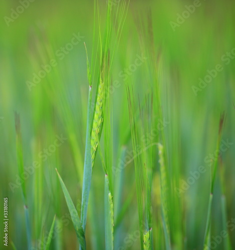 Barley stems