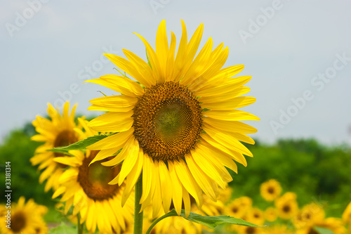 vivid color of sunflower in the summer