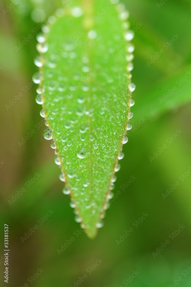 草の葉と水滴 草の葉と水滴