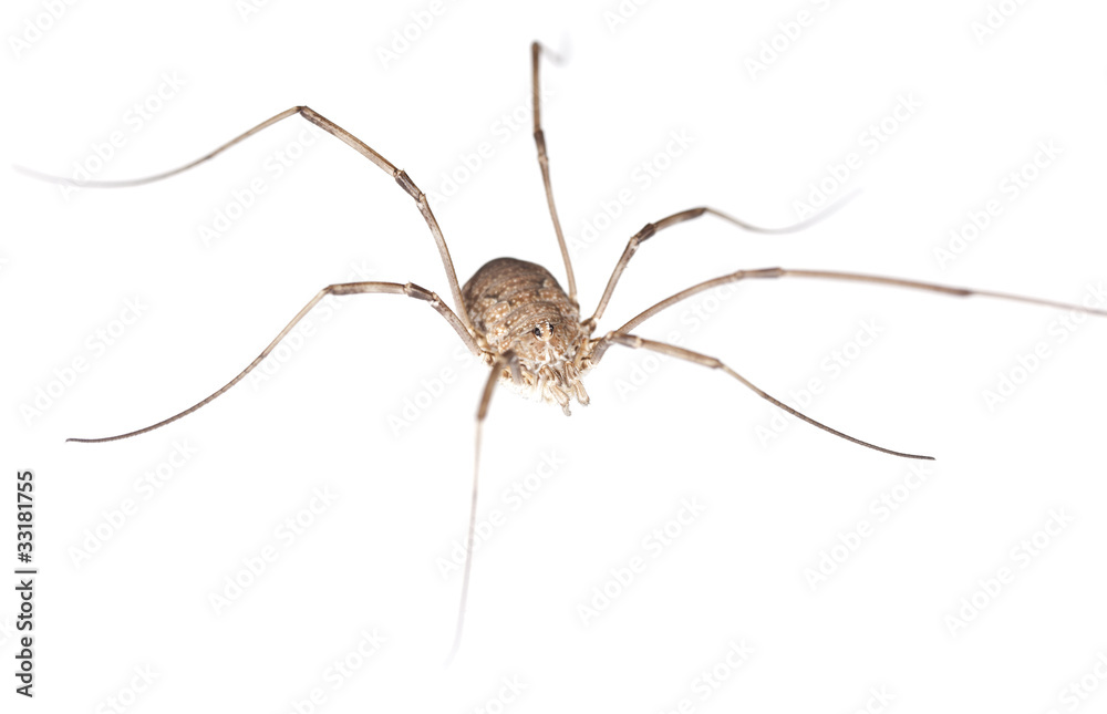 Harvestman isolated on white background, macro photo