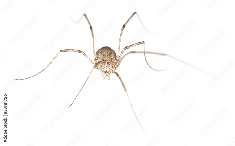 Harvestman isolated on white background, macro photo Harvestman isolated on white background, macro photo