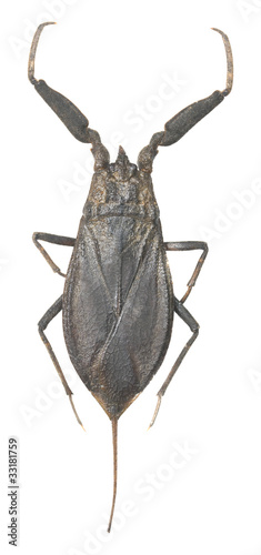 Water scorpion isolated on white background