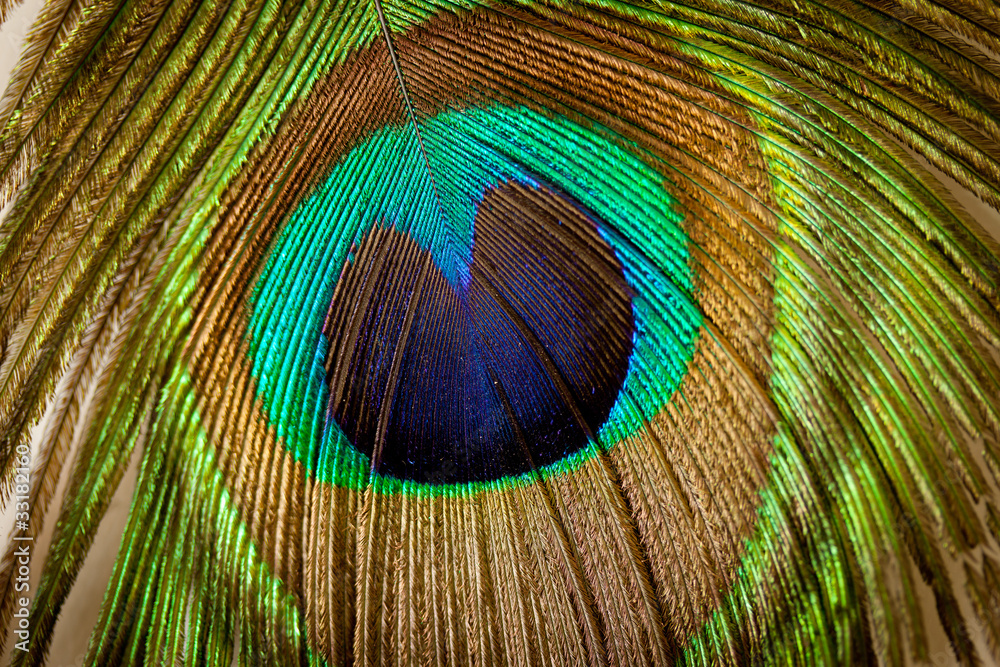 Obraz premium peacock