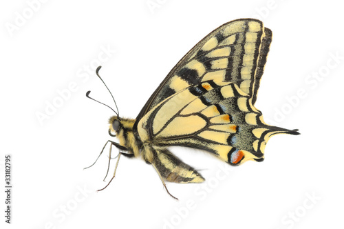 butterfly Swallowtail (Papilio machaon)