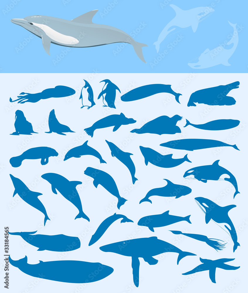 Fototapeta premium Sea mammals2