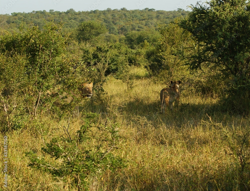 Naklejka premium LEONI