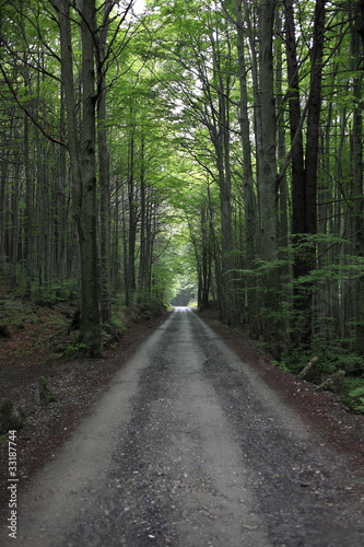 sentiero nella foresta