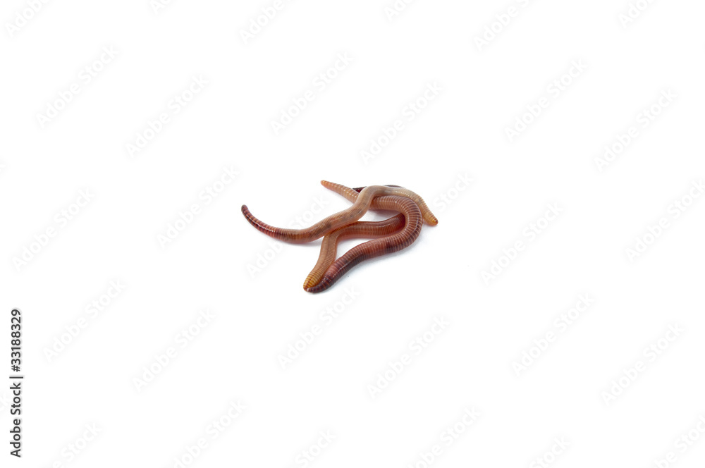 Worms Worms
