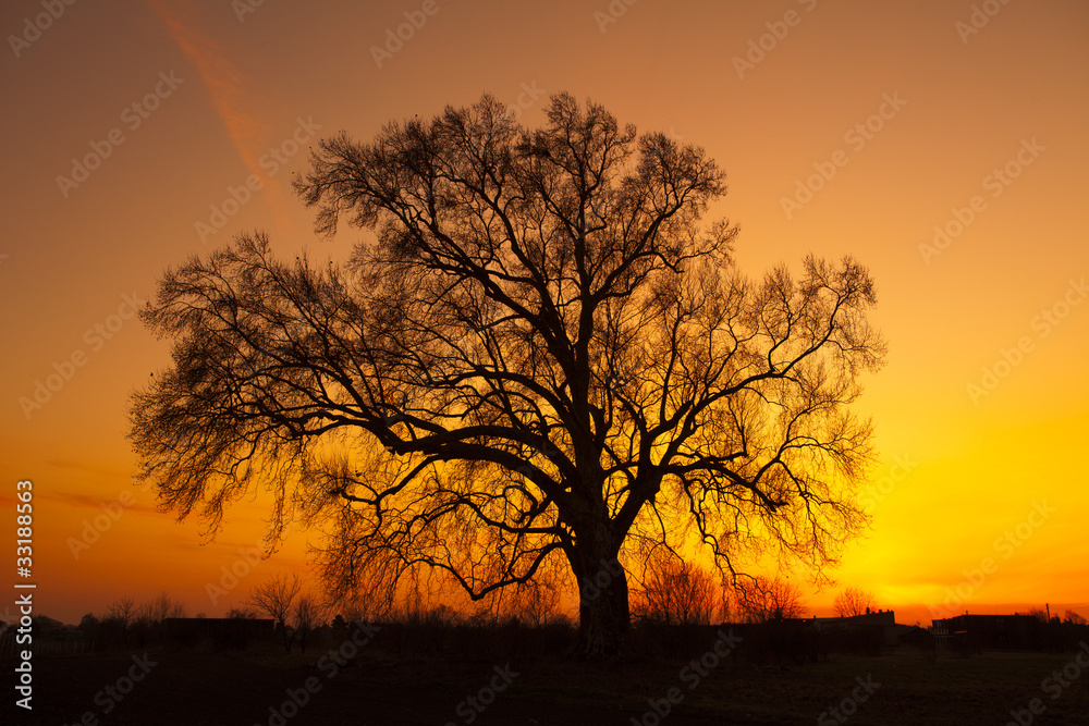 Beautiful landscape image with trees silhouette at sunset Beautiful landscape image with trees silhouette at sunset