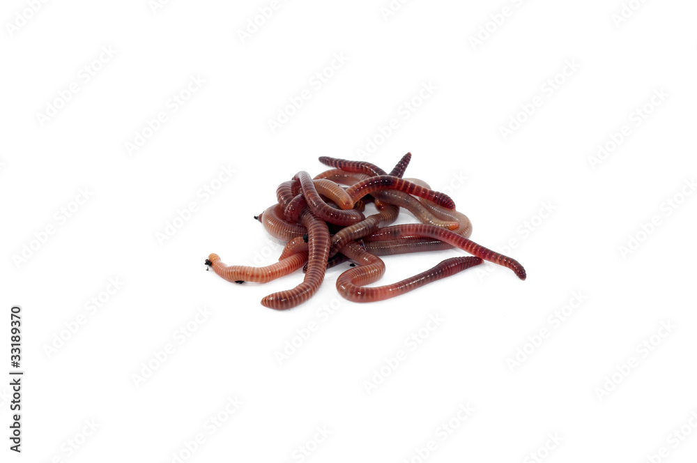 Obraz premium Worms