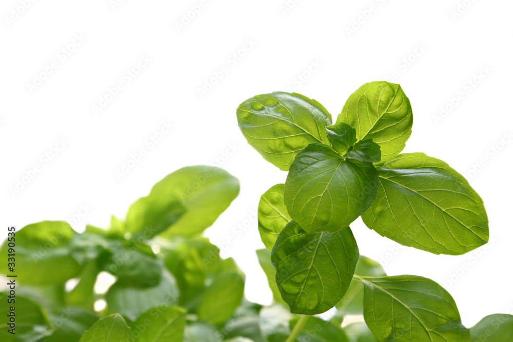 Basil isolated on white Basil isolated on white