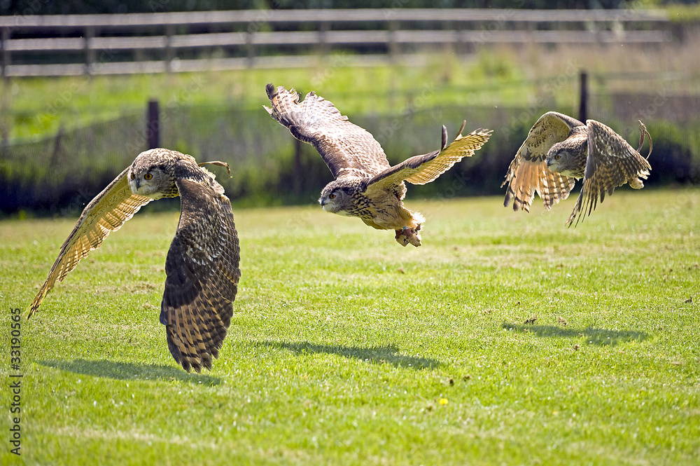 Obraz premium Sowa w trzech krokach