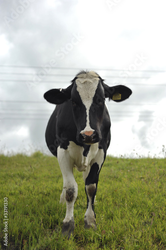 Holstein cattle also known as Holstein Friesian cattle © Dale Mitchell