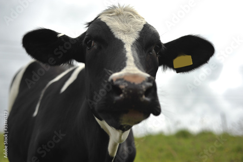 Foto holstein cattle also known as Holstein Friesian cattle