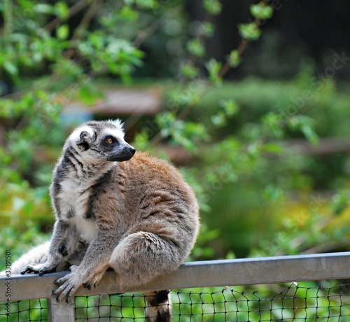 Fototapeta Naklejka Na Ścianę i Meble -  Ring-tailed lemur (Lemur catta)