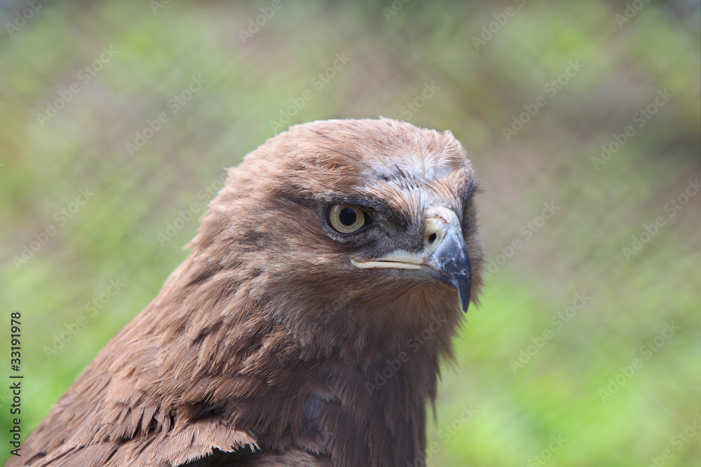 Head of predatory bird is hawk in zoological garden