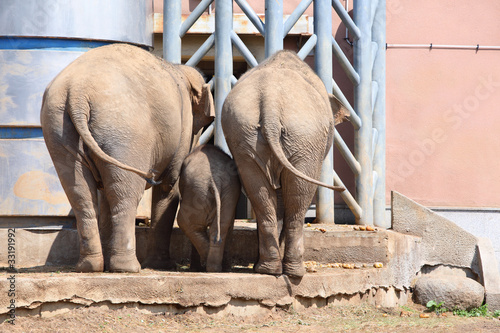 Photography Family of three elephants in zoological garden eats bread
