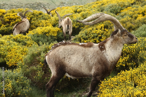 herd of spanish ibex grazing on yellow broom