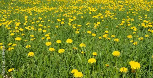 Dandelions