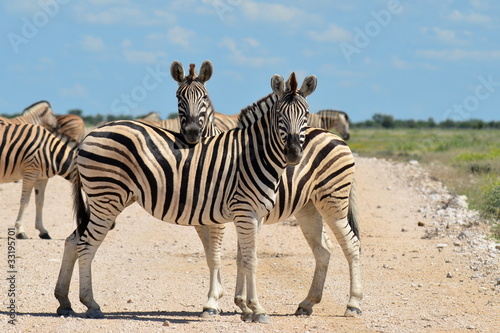 zebras on road