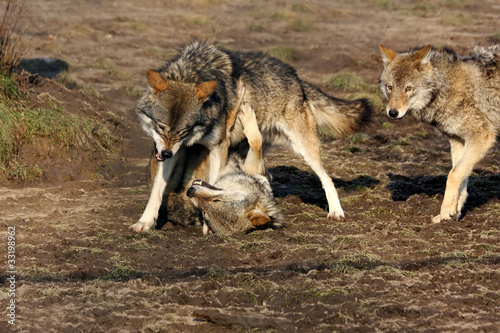 fighting male wolves, female watching