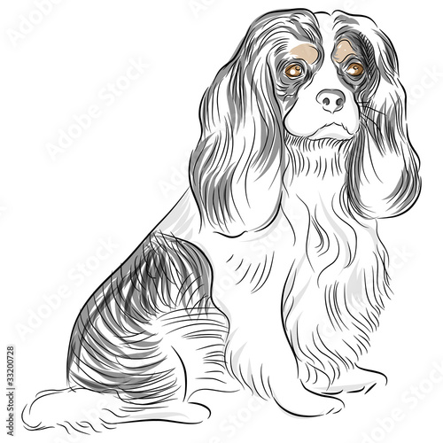 Photo Pure Bred Cavalier King Charles Spaniel Dog Drawing