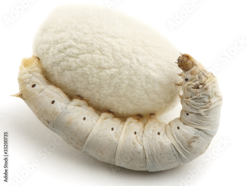 Silk Cocoons with Silkworm