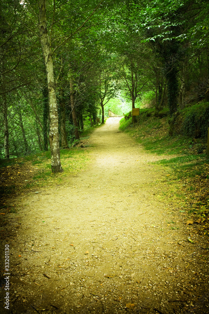 Obraz premium forest path