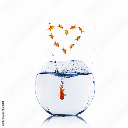 gold fish in love © Sergey Nivens