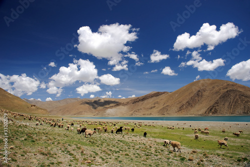 Sheep grazing in Himalaya near lake