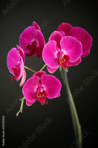 Pink orchid flower