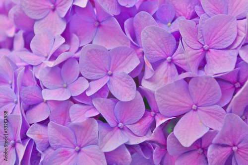 ピンクの紫陽花のアップ © frotto