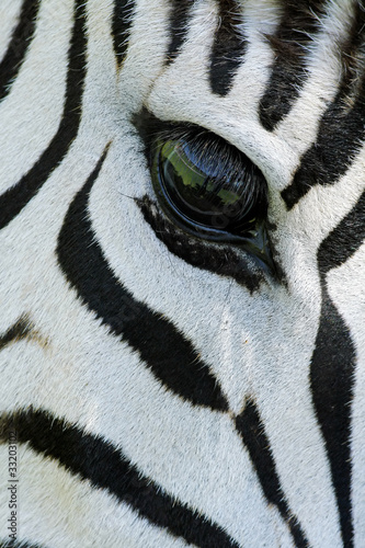 Zebra eye