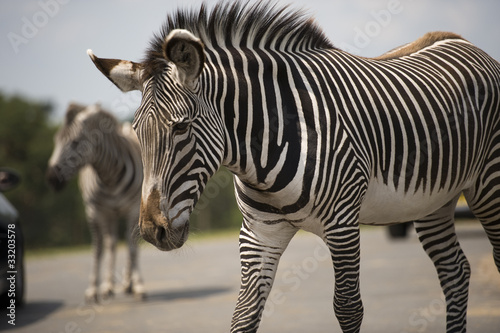 zebra