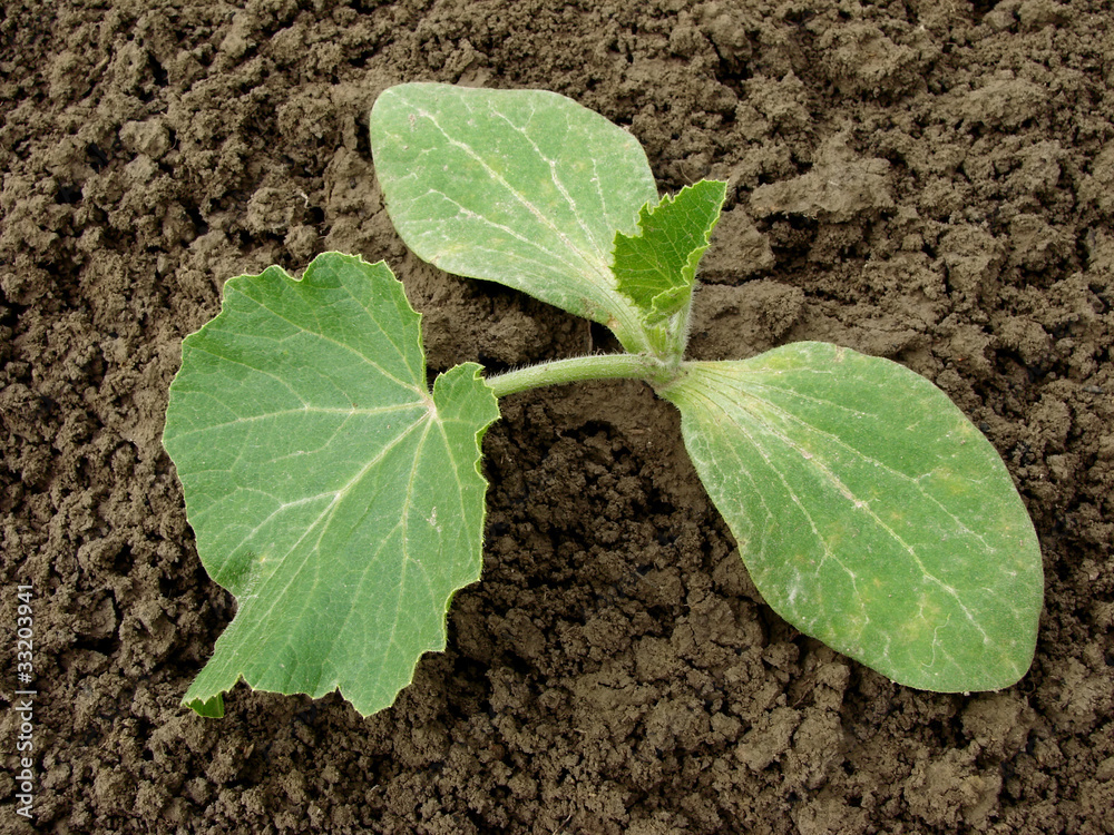 pumpkin seedling growing on the bed pumpkin seedling growing on the bed