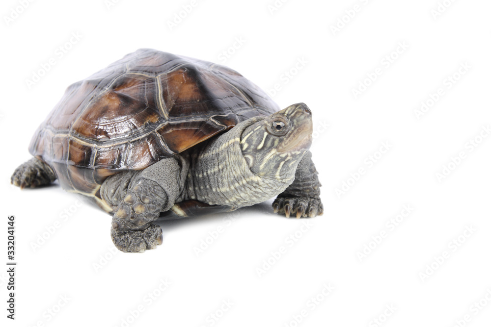 Obraz premium tortoise