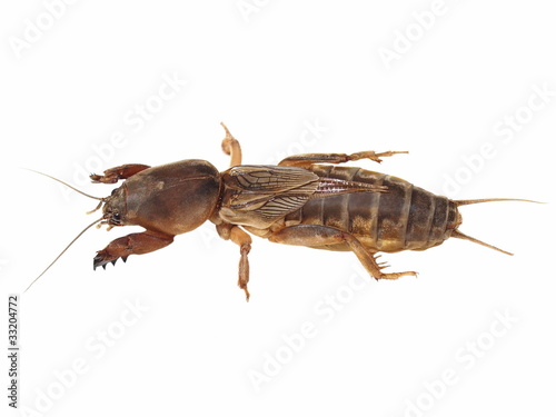 Mole cricket isolated on white background  Gryllotalpidae 