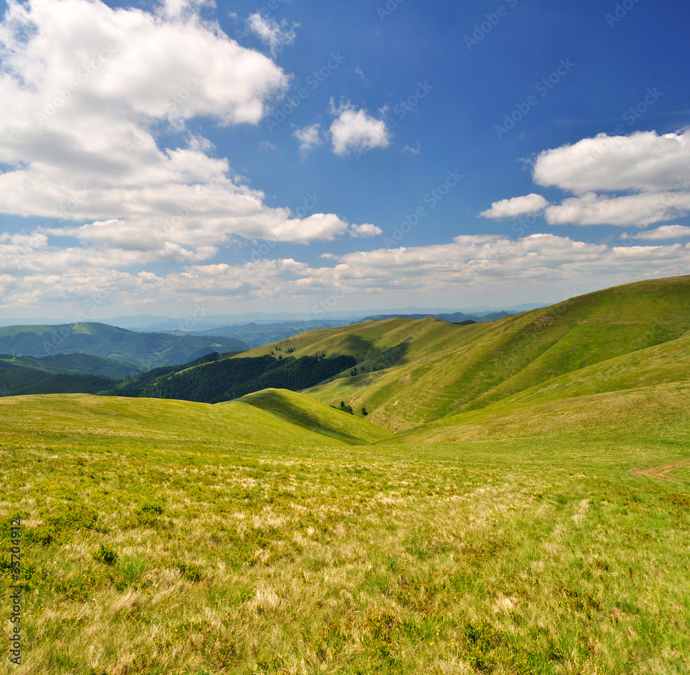 Summer mountain meadows