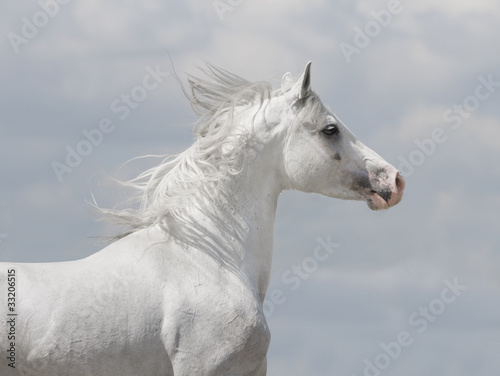 white arabian horse