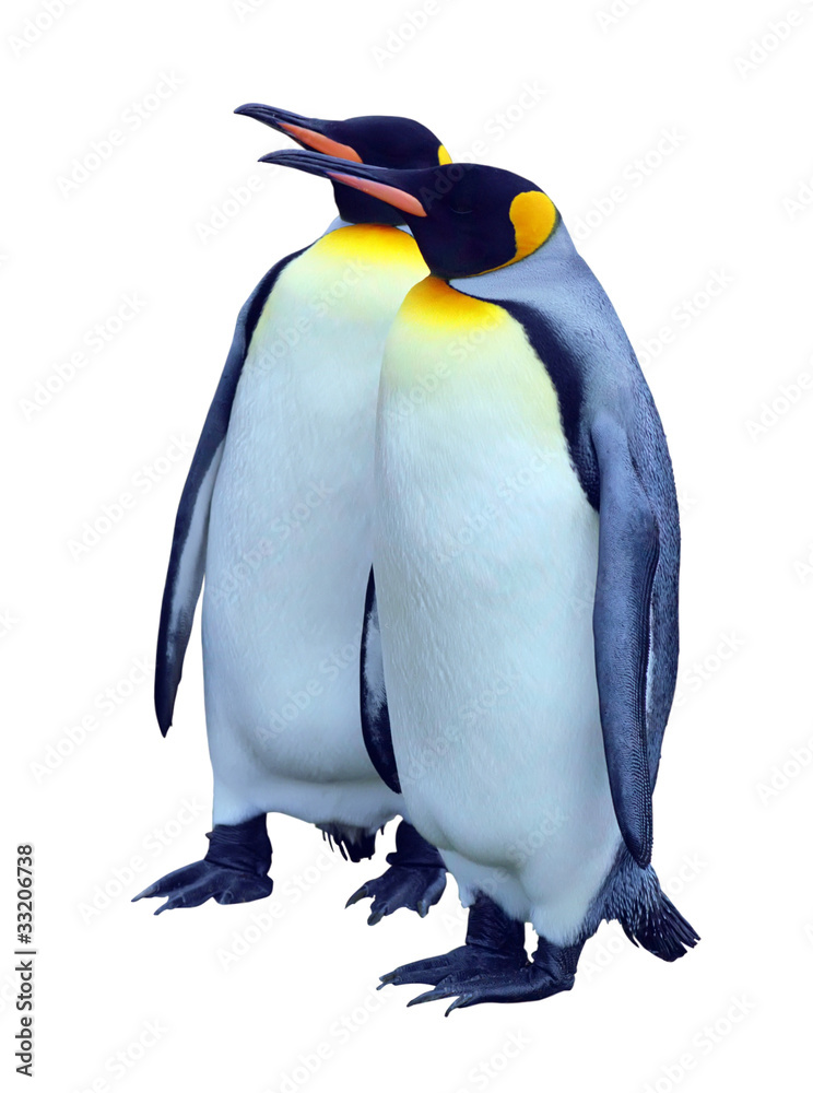 Naklejka premium Two isolated emperor penguins with clipping path