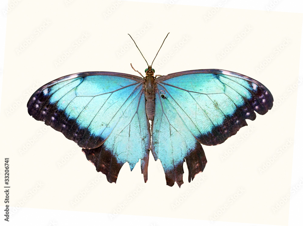 Fototapeta premium Butterfly