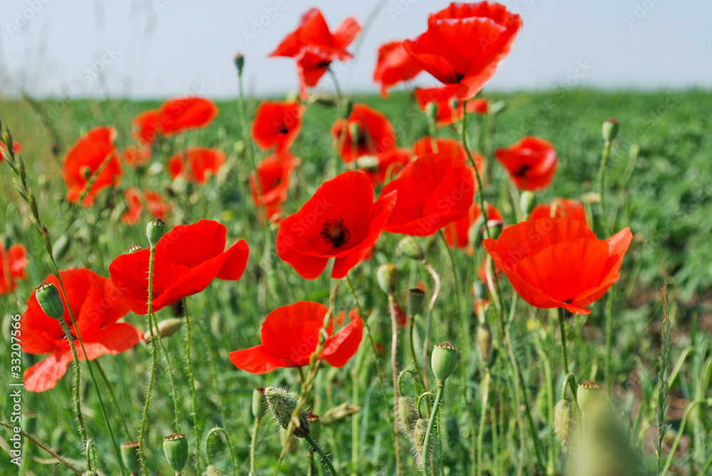 Poppy Flowers