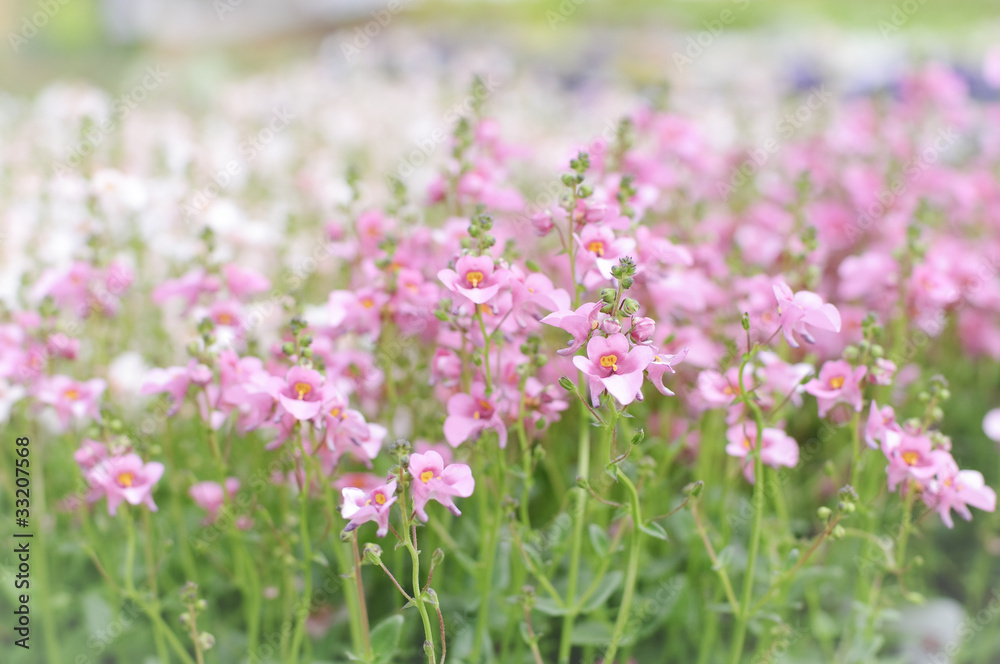 Blooming Twinspur Flowers