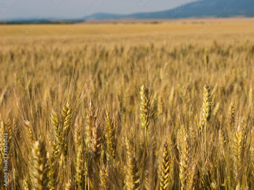 wheat land background