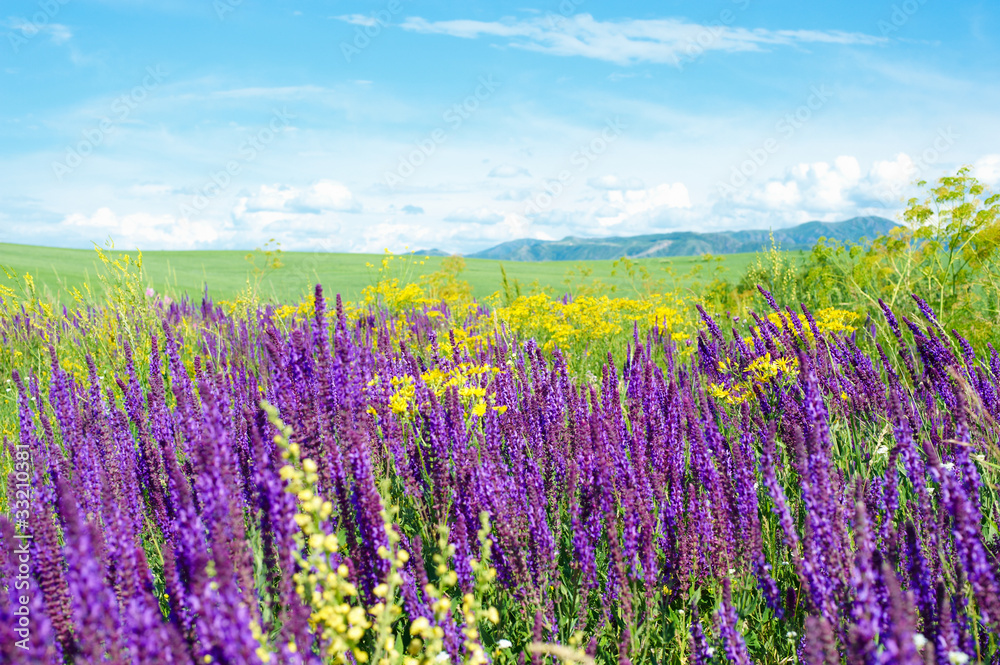 Fototapeta premium Summer landscape