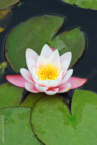 Pink water lilly