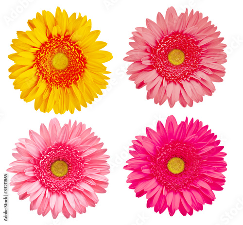 Four gerber flowers isolated on white background