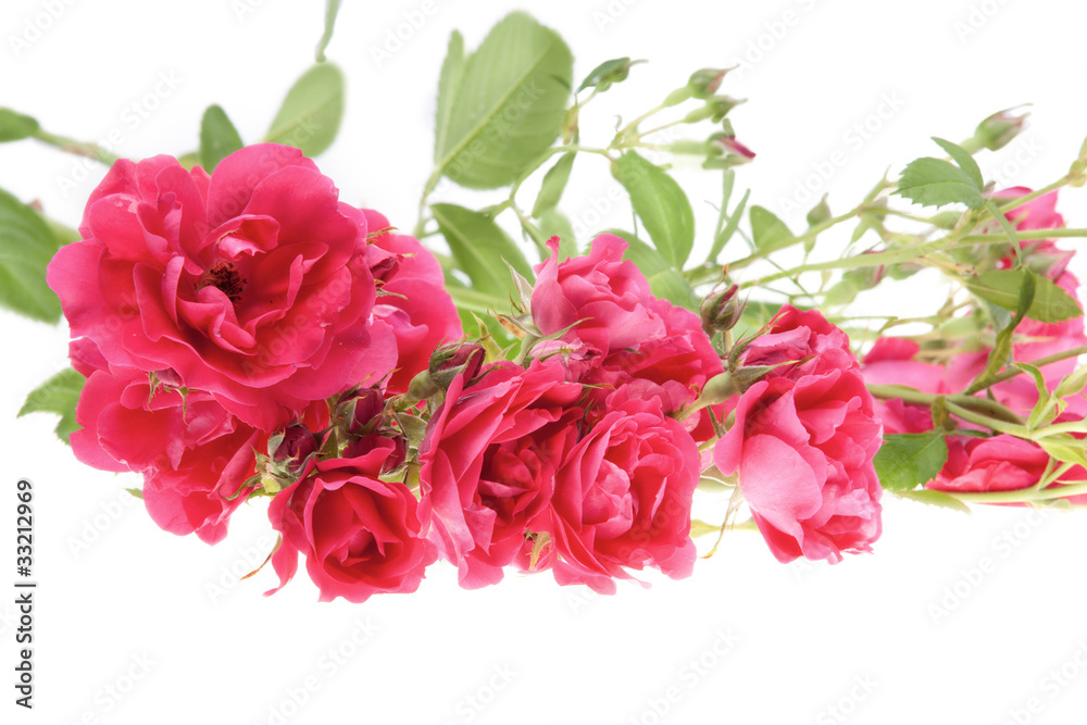 Fototapeta premium Pink roses