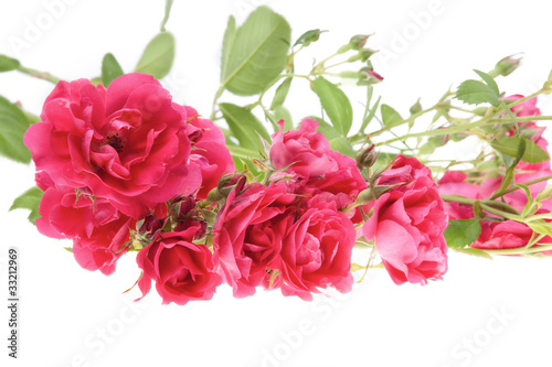 Pink roses © Olivia
